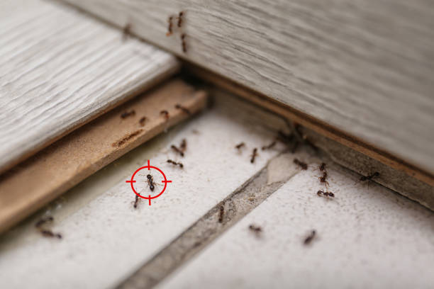 Best Commercial Pest Control Services  in Franklin, CA