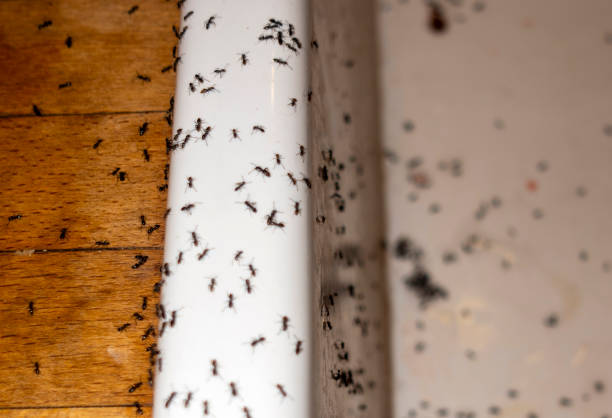 Best Pest Control Near Me  in Franklin, CA