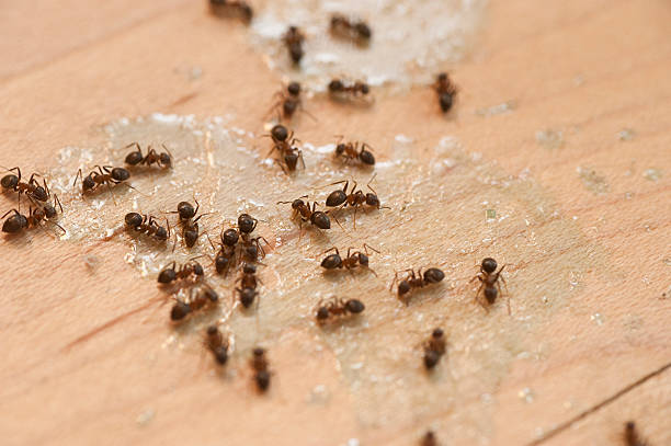 Franklin, CA Pest Control Company