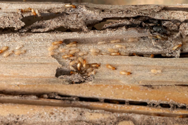 Best Termite Control Services  in Franklin, CA