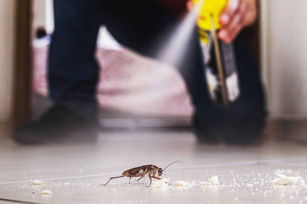Best Affordable Pest Control Services  in Franklin, CA