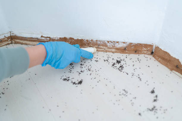 Best Termite Control Services  in Franklin, CA
