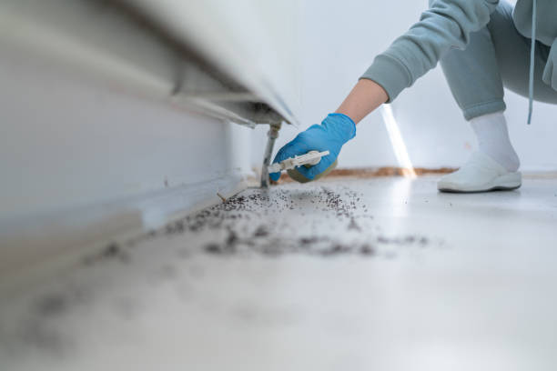 Best Ant Control Services  in Franklin, CA